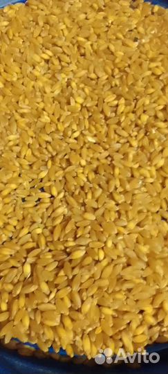 Зерно Пшеница опт