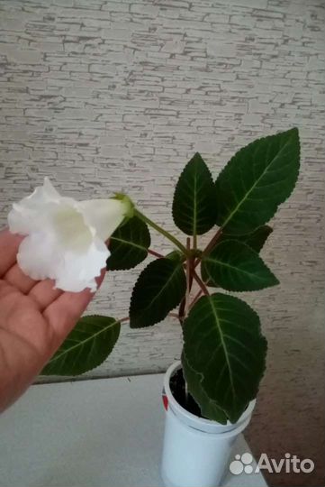 Глоксиния, тидея