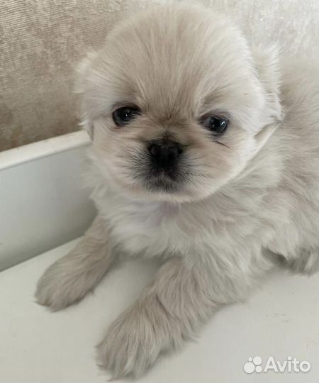 Щенки пекинеса