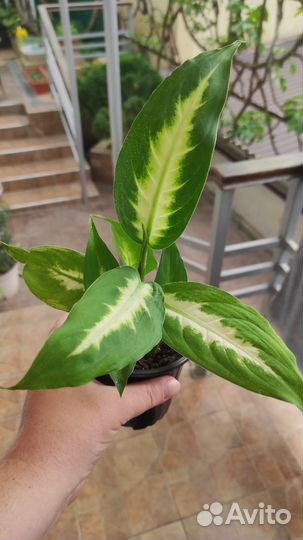 Диффенбахия Берлина, Камилла кустовые