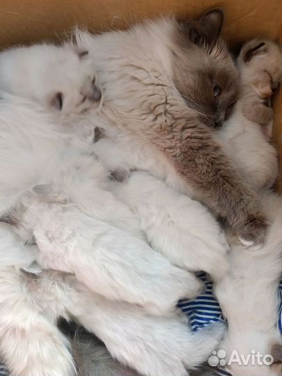 Кошка невская маскарадная котята