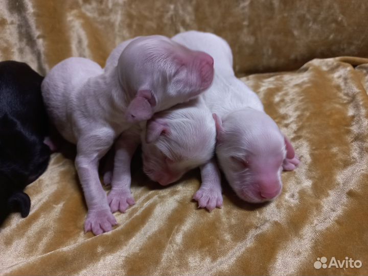 Русский спаниель