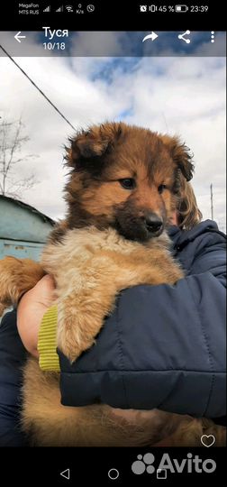 Щеночки в добрые руки