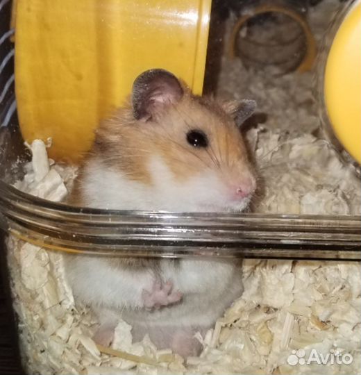 Сирийский хомяк