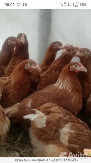 Куры молодки домашние породы хайлайт. 2,5 мес