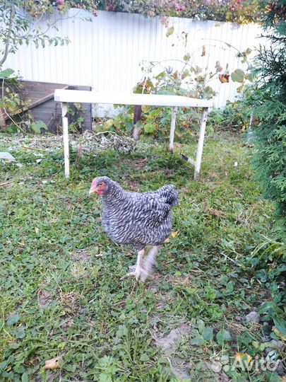 Петухи мехеленская кукушка