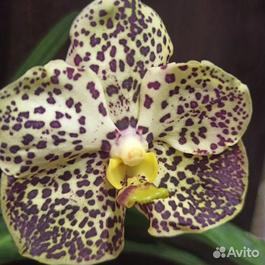 Орхидея Ванда