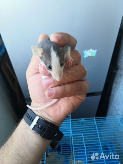 Крыса дамбо