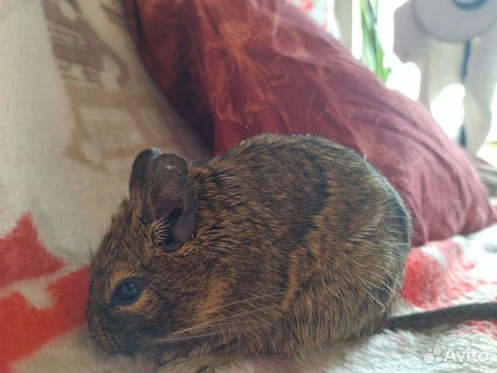 Цветные дегу