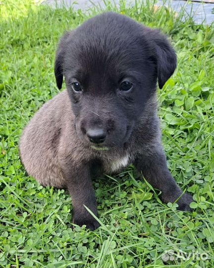 Щенки лабрадора