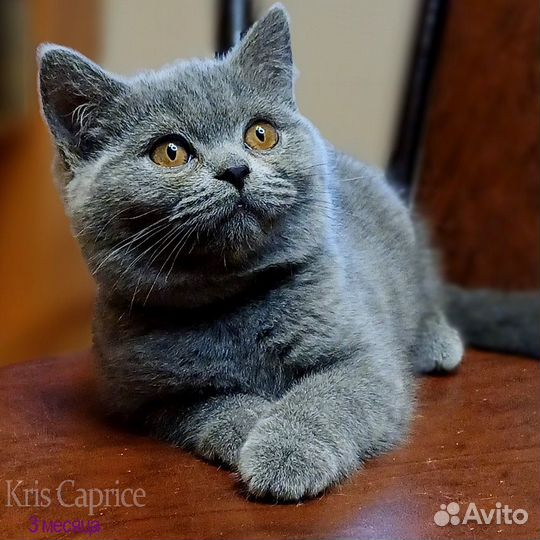 Британская кошечка, 3.5м