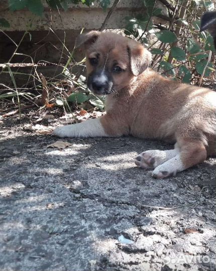 Щенки маленькой дворняжки