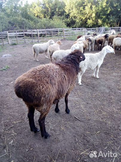 Продам ослицу