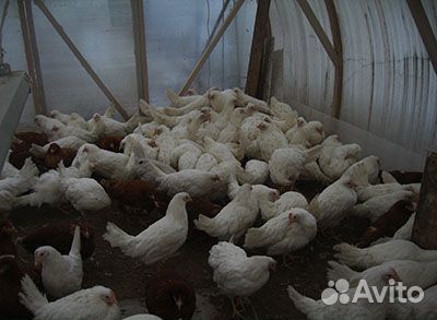 Куры несушки