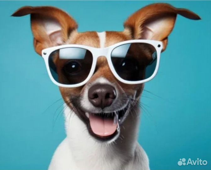 Выгул собак