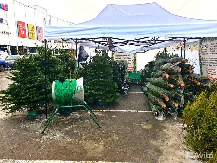 Ели и сосны оптом – от малого к большому