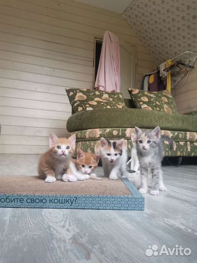 Котята в добрые руки