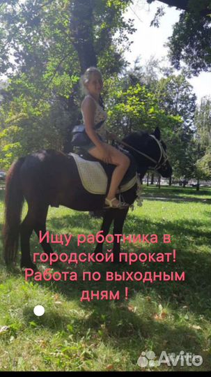 Лошади