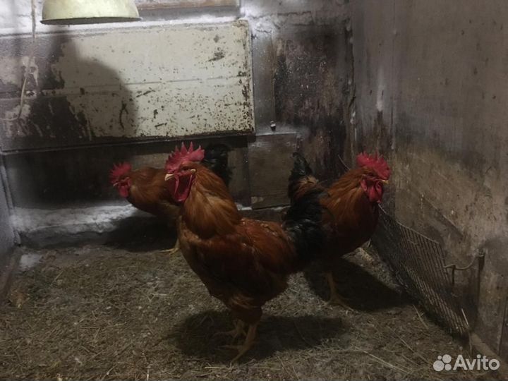 Продам петухов Кучинская юбилейная
