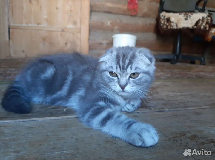 Шотландская кошечка