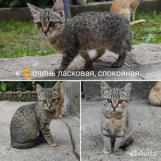 Отдам бесплатно животные