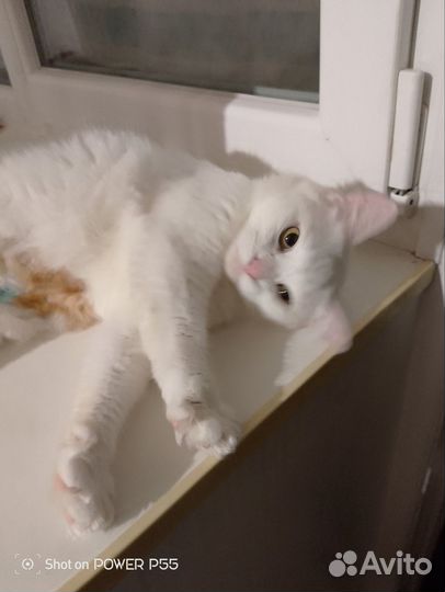 Кошечка в добрые руки