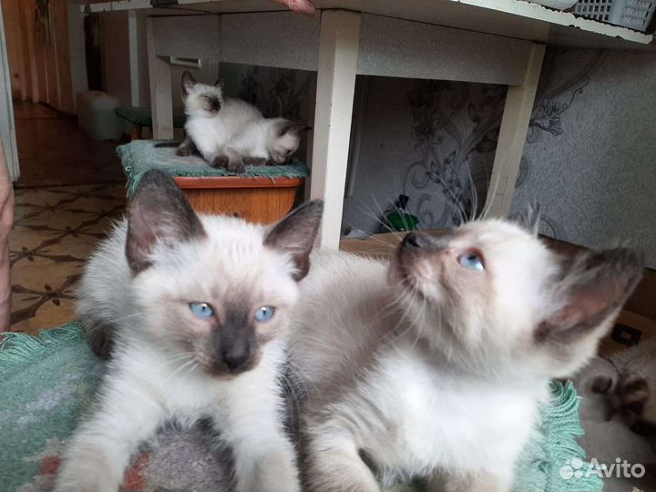 Котята