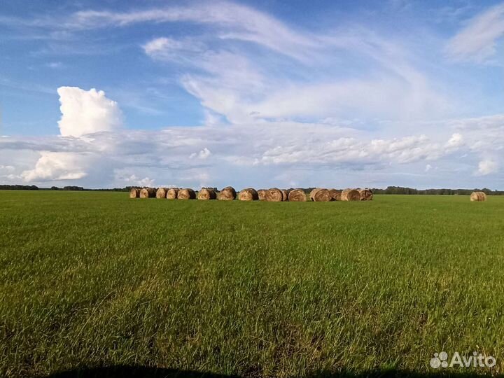 Продам сено в рулонах