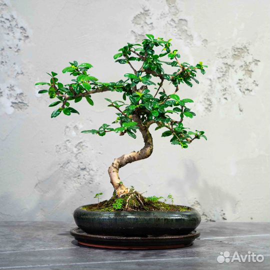 Дерево Бонсай - Кармона, цветущее дерево 15 лет