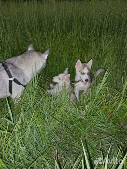 Щенки хаски