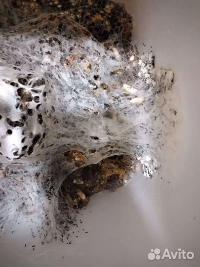 Пжвм восковая моль