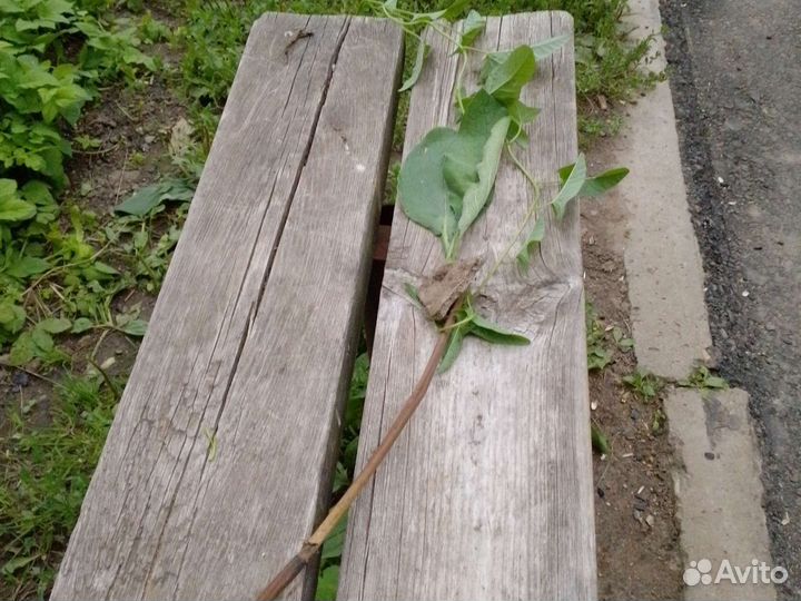 Палка Гарри поттера