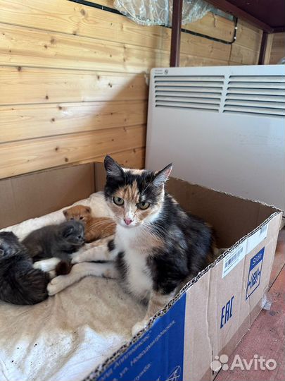 Котята в дар дата рождения 20.07.2023 г