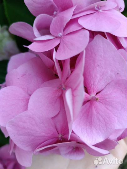 Гортензия крупнолистная саженцы