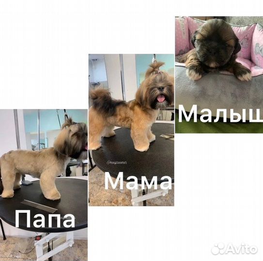 Щенки Лхаса Апсо
