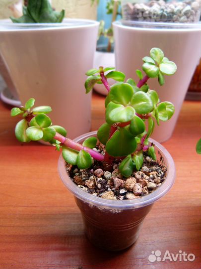 Портулакария