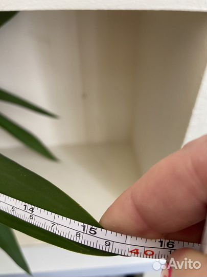 Пальма юкка в горшке