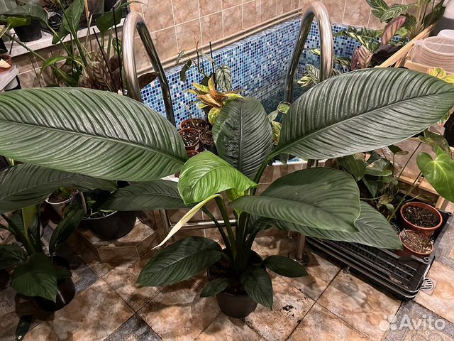 Спатифиллум сенсация, королевский купить в Севастополе | Товары для ...