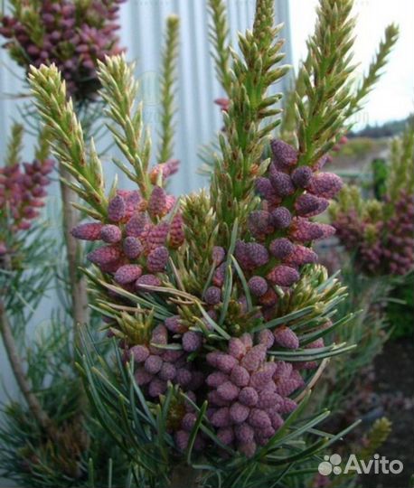 Сосна мелкоцветковая Глаука (parviflora Glauca)