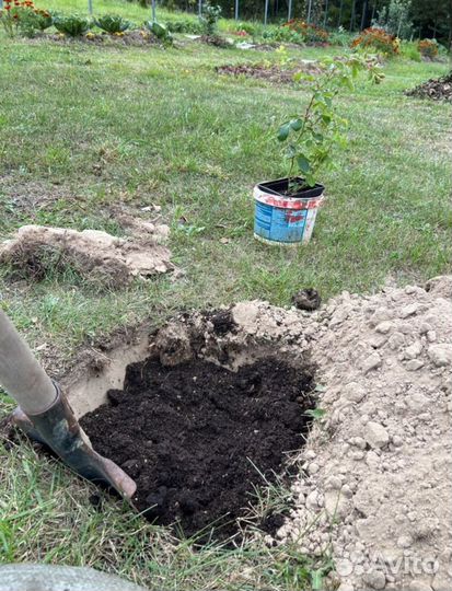 Навоз чернозем в мешках