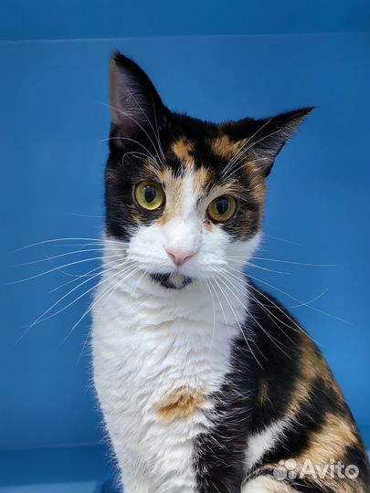 Спасите Шпуньку: кошка, оставшаяся без дома и любв