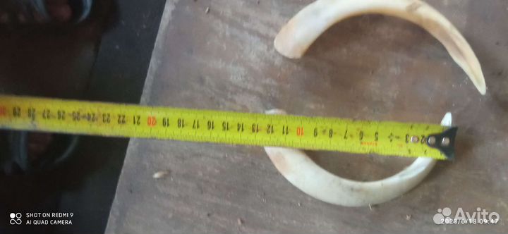 Клыки кабана