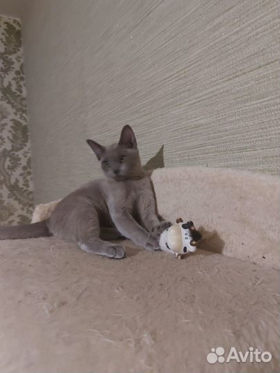 Бурманская