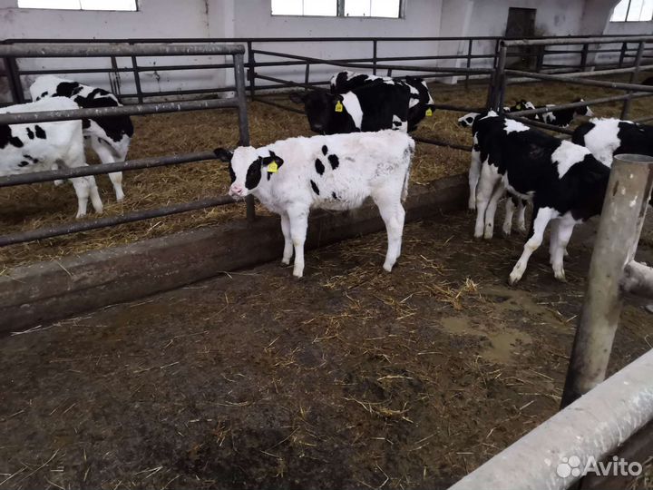 Телята бычки на откорм