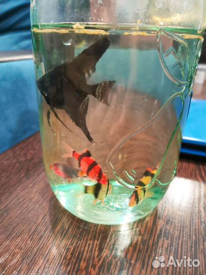 Аквариумные рыбки