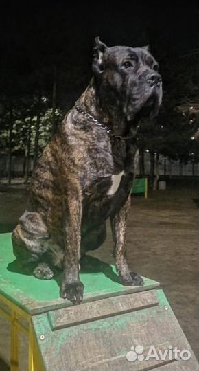 Кобель вязка Кане Корсо