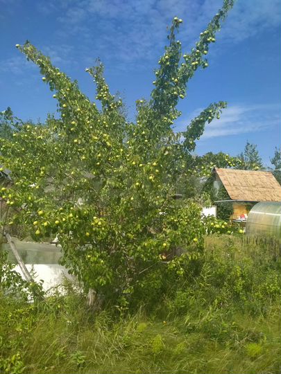 Участок 8 сот. (СНТ, ДНП)