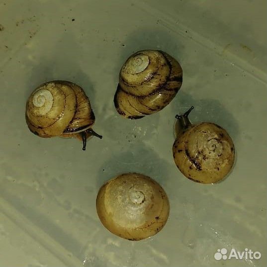 Улитки Caracolus Pleurodonte