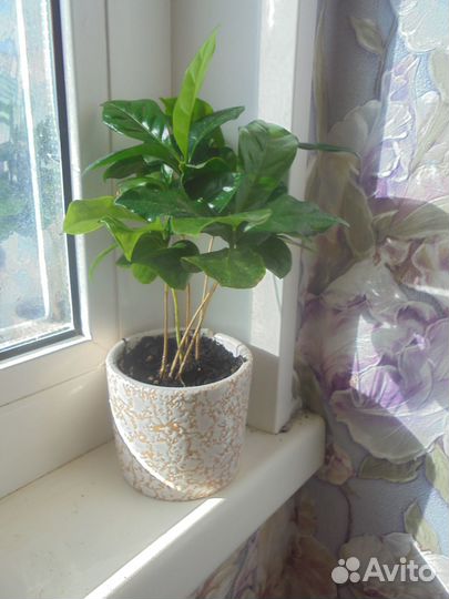 Кофейное дерево + Антуриум красный