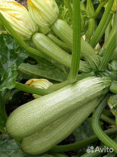 Кабачки молодые, яйца